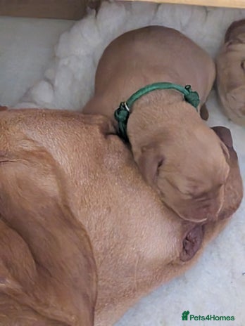 Labrador Retriever dogs - Advert 11