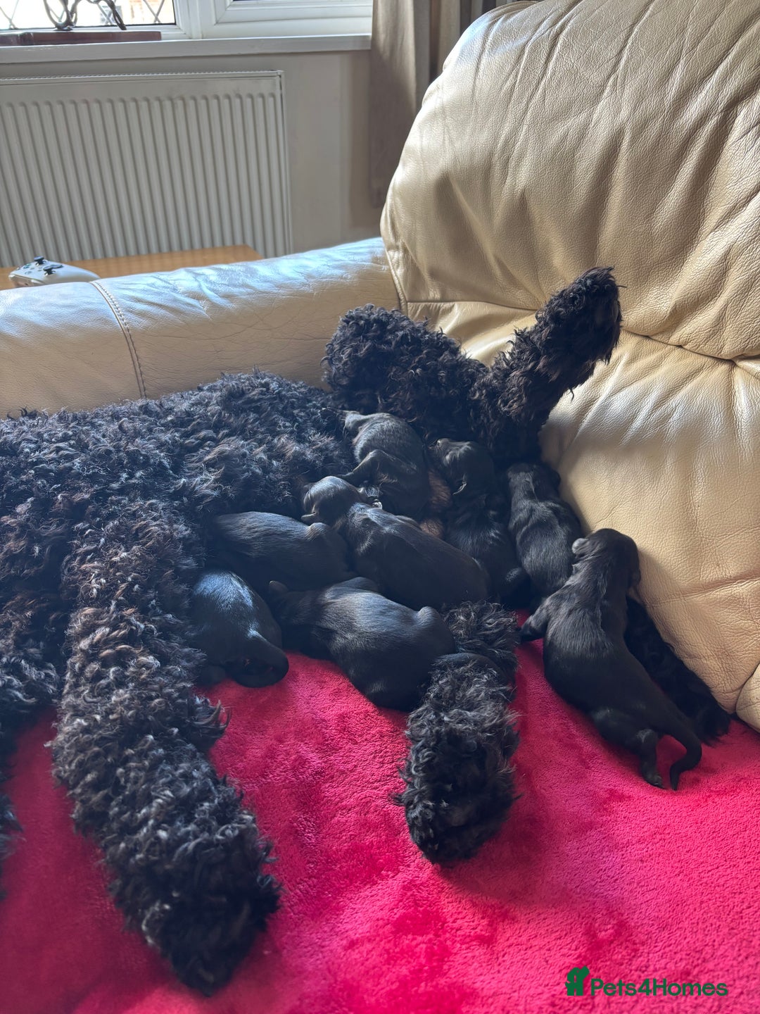 Mixed Breed dogs for sale: Male Australian Labradoodles  - Image 19