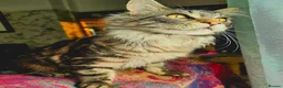 Maine Coon cats for stud: Niklouse  in Mold - Advert 5