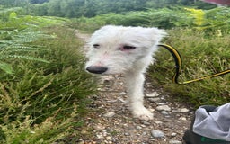 Mixed Breed dogs for adoption: Peter - Norwich Norfolk  - Image 18