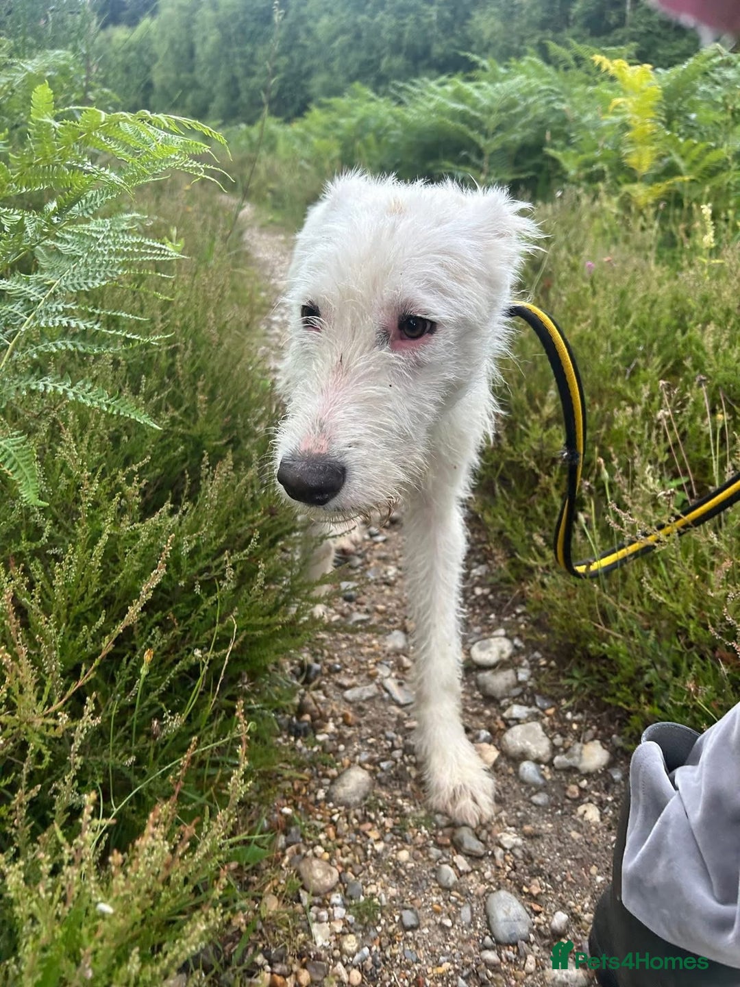 Mixed Breed dogs for adoption: Peter - Norwich Norfolk  - Image 18