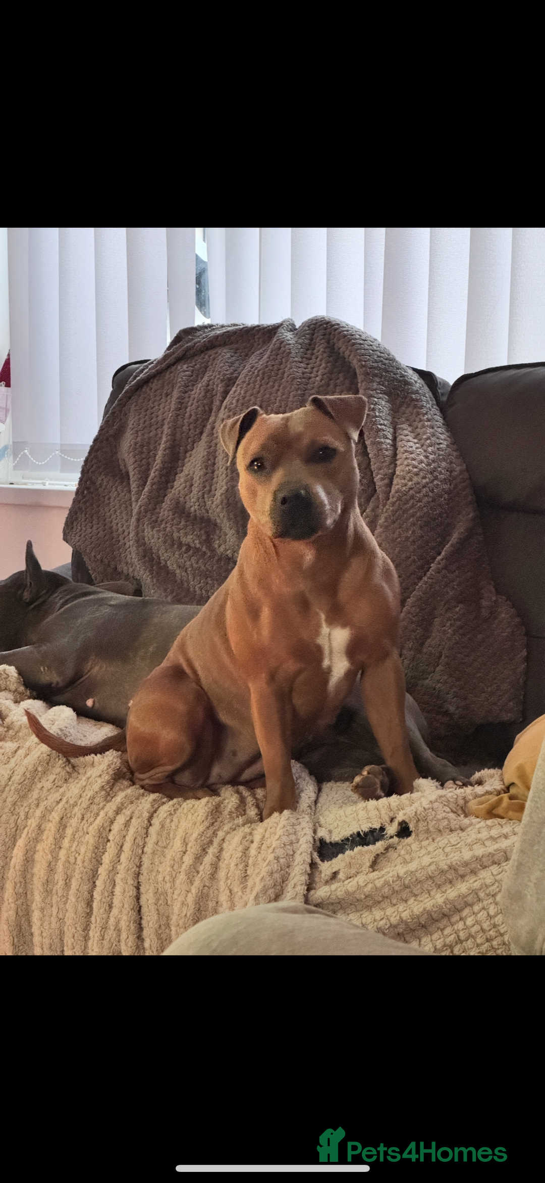 Staffordshire Bull Terrier dogs for sale: Beautiful litter of red staffy pups - Advert 2