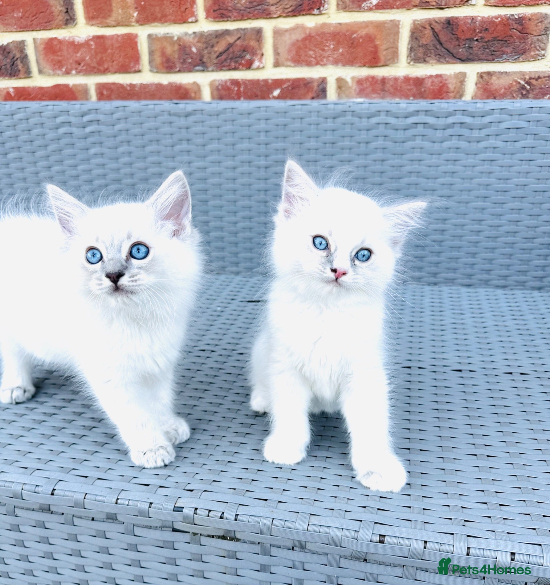 Ragdoll cats GCCF Registered Ready to leave - Advert 4