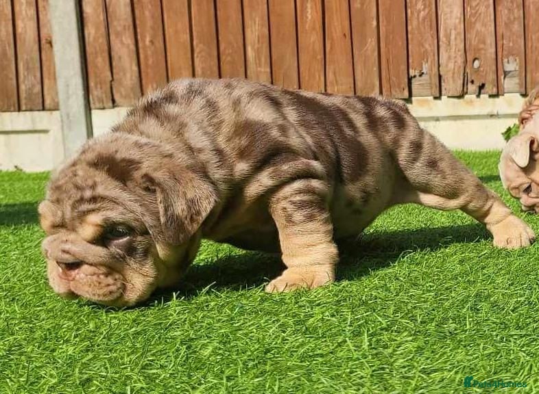 English Bulldog dogs Mr. Emperor 🍫 - Advert 19