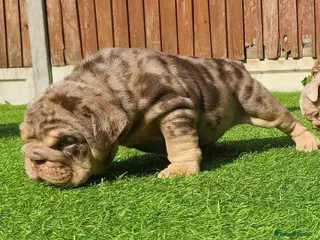 English Bulldog dogs Mr. Emperor 🍫 - Advert 19