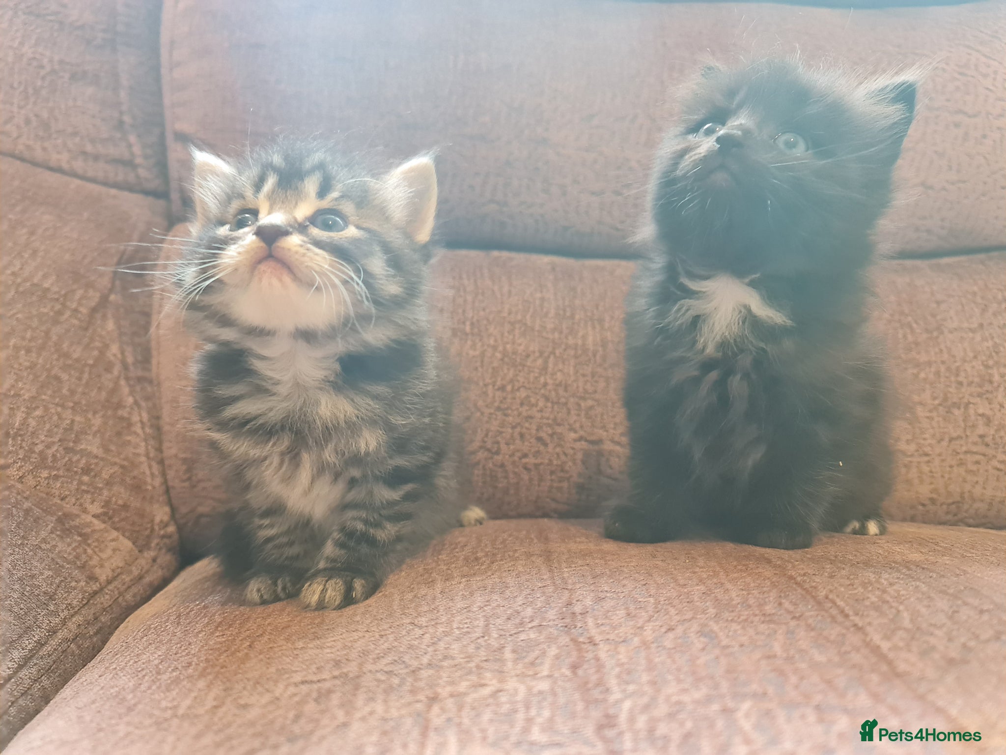 Mixed Breed cats 2 brother kittens for sale - Advert 9