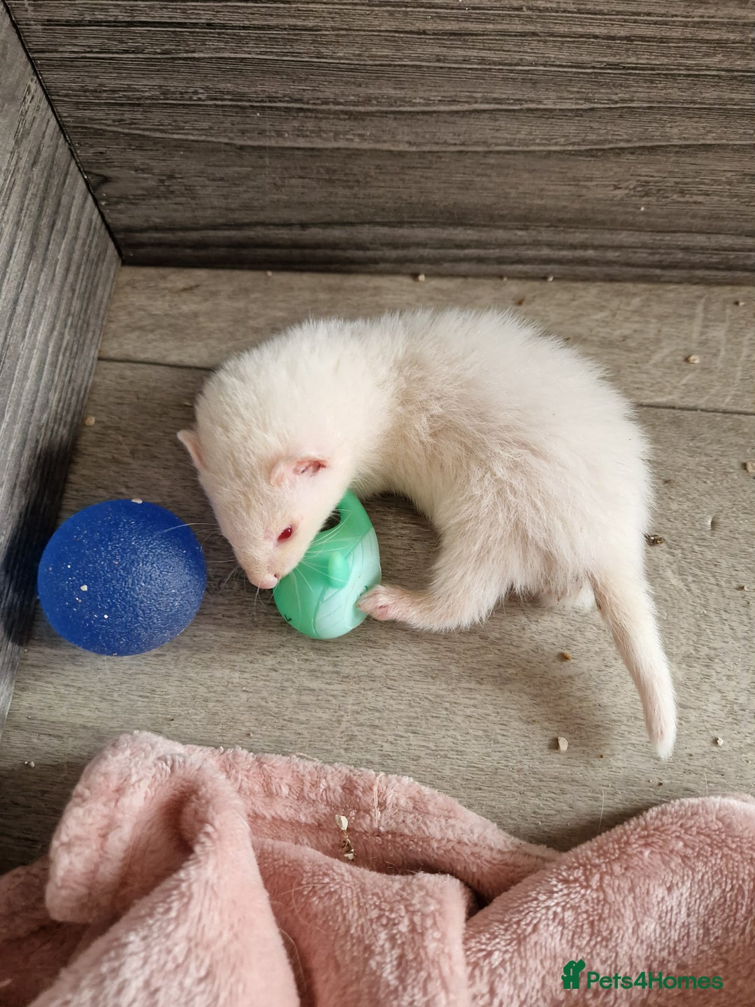 Ferret rodents for sale: Ferret kits mixed litter  - Image 14