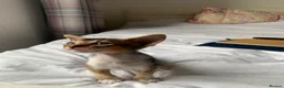 Abyssinian cats for sale: Abyssinian X (Abyssinian X) - Advert 6