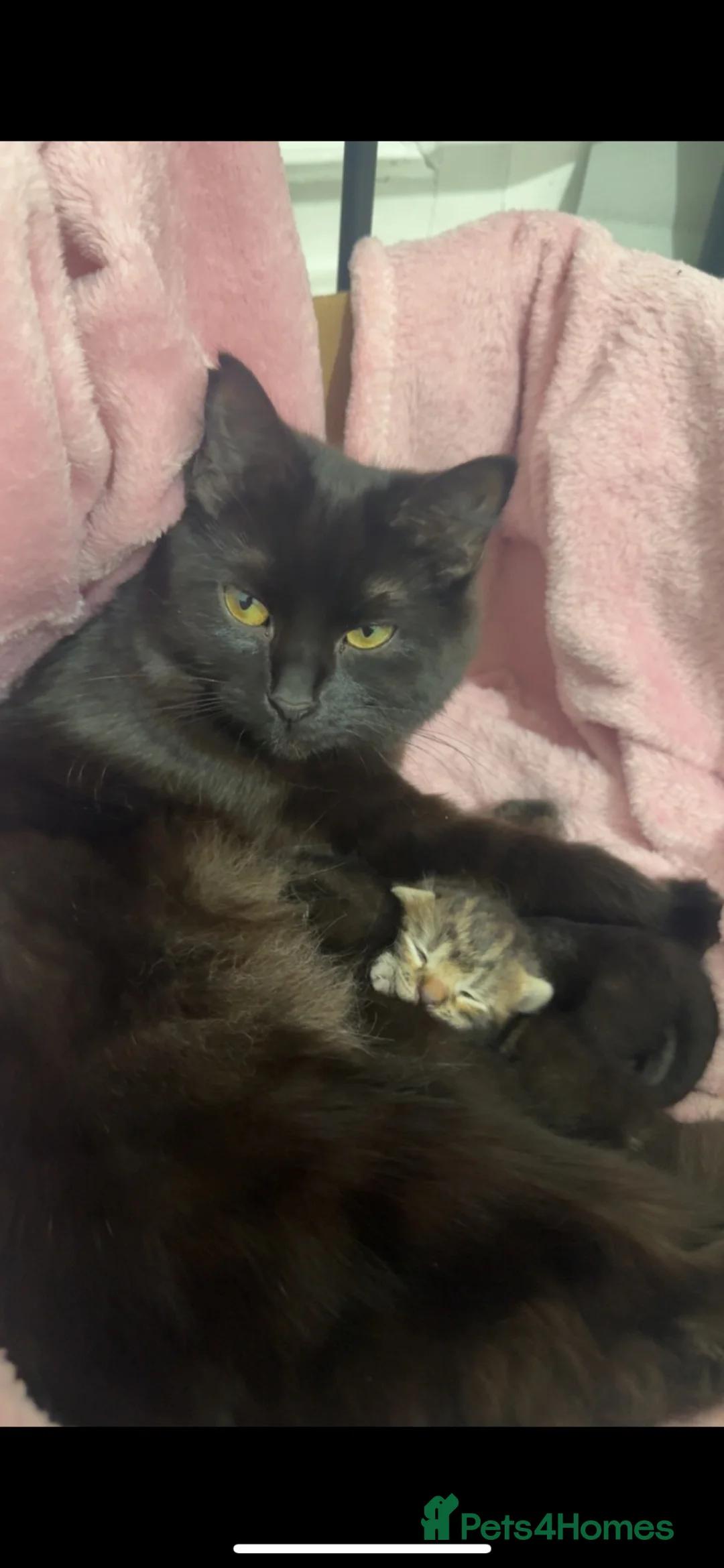 Mixed Breed cats for sale: beautiful kittens looking for their forever homes in London - Advert 2