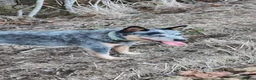 Australian Cattle Dog dogs for sale: Australian cattle dog  - Advert 2