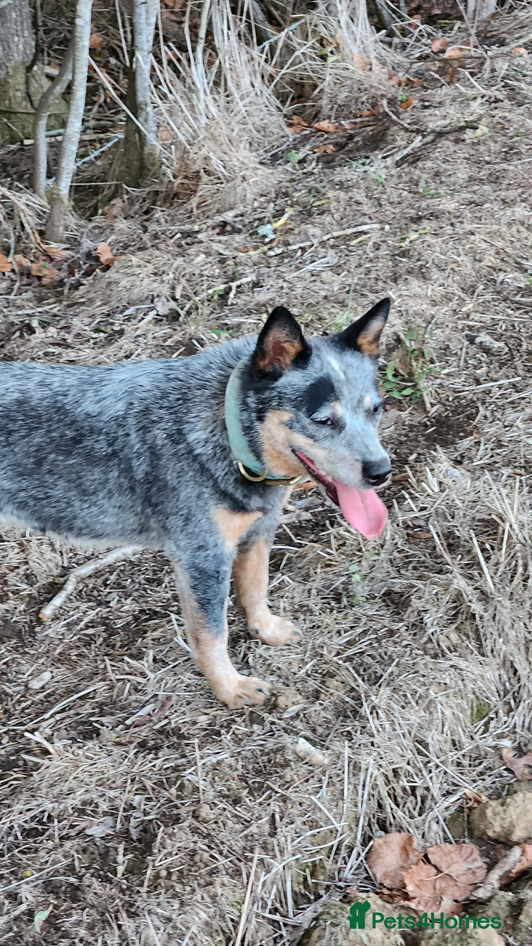 Australian Cattle Dog dogs for sale: Australian cattle dog  - Advert 2