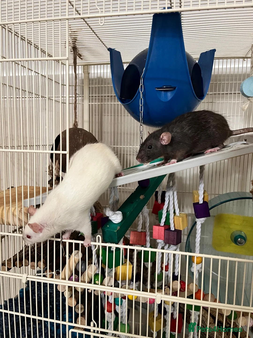 Rat rodents for sale: Pair female adult rats - free to good home - Advert 2