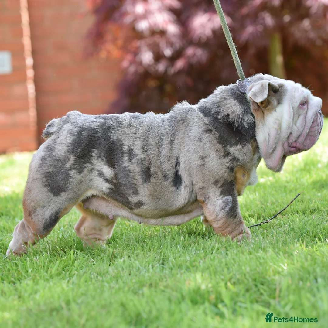 English Bulldog dogs for sale: EPIC BULLYZ RARE BULLDOGS in Halesowen - Advert 7