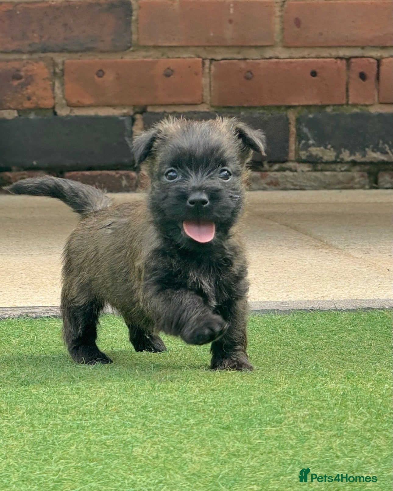 Cairn Terrier dogs KC reg pups off health tested parent avail 11/08 - Advert 4