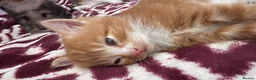 Mixed Breed cats for sale: Beautiful ginger boy. in Ipswich - Advert 3