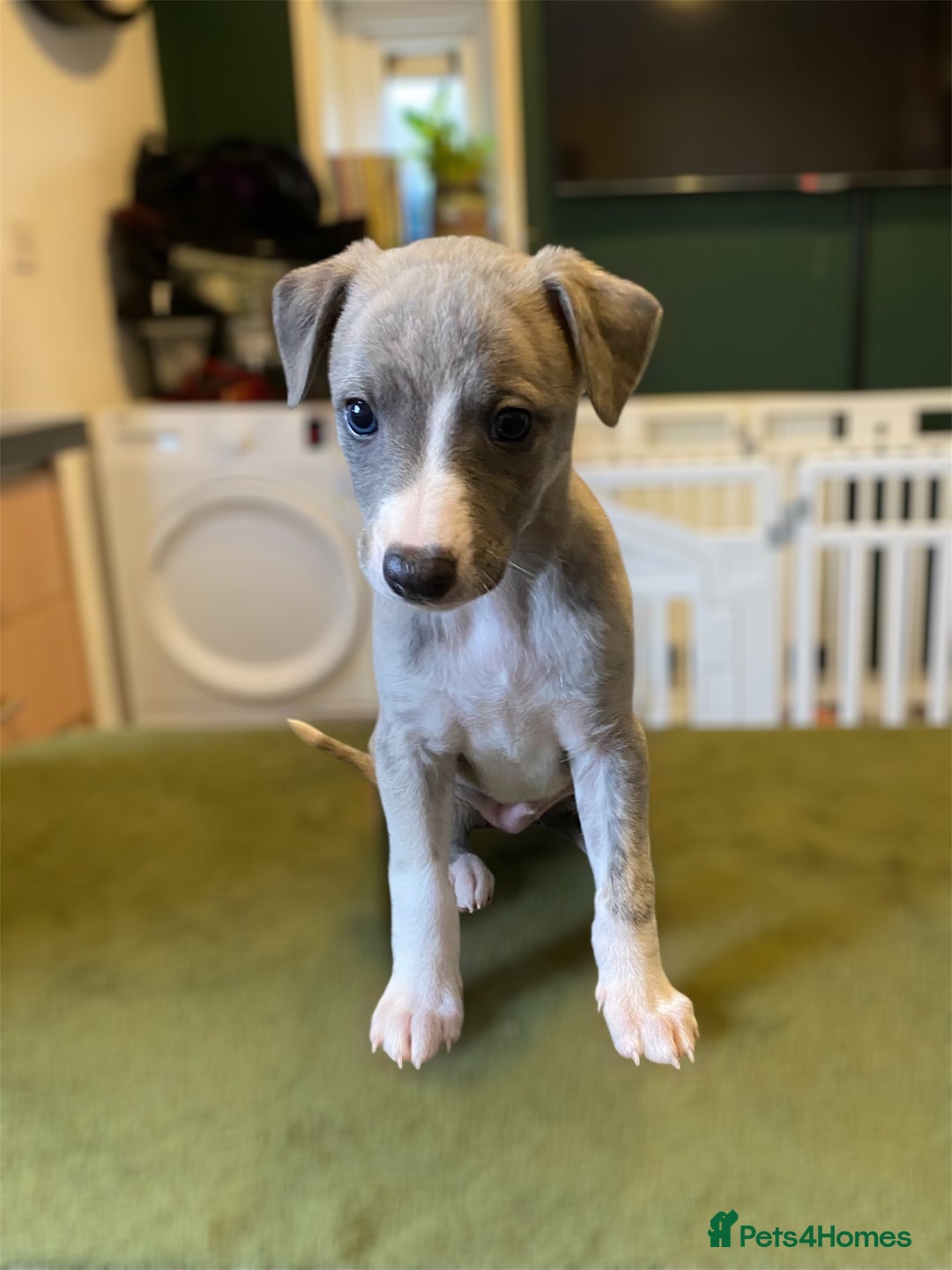 Whippet dogs for sale: 🐾✨ Exceptional Brindle Whippet Puppies✨🐾 - Advert 9