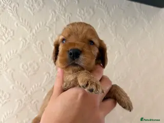 Cocker Spaniel dogs (4 left) KC show type cocker spaniel puppies - Advert 1