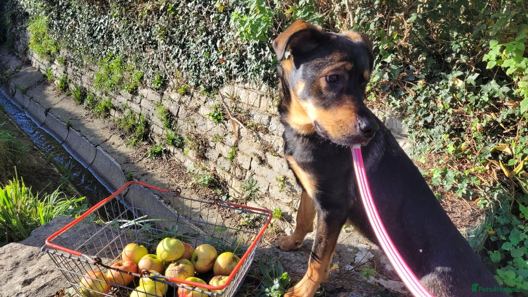 Mixed Breed dogs for sale: 9 mth old Female Rottweiler German Shepherd Cross - Advert 6