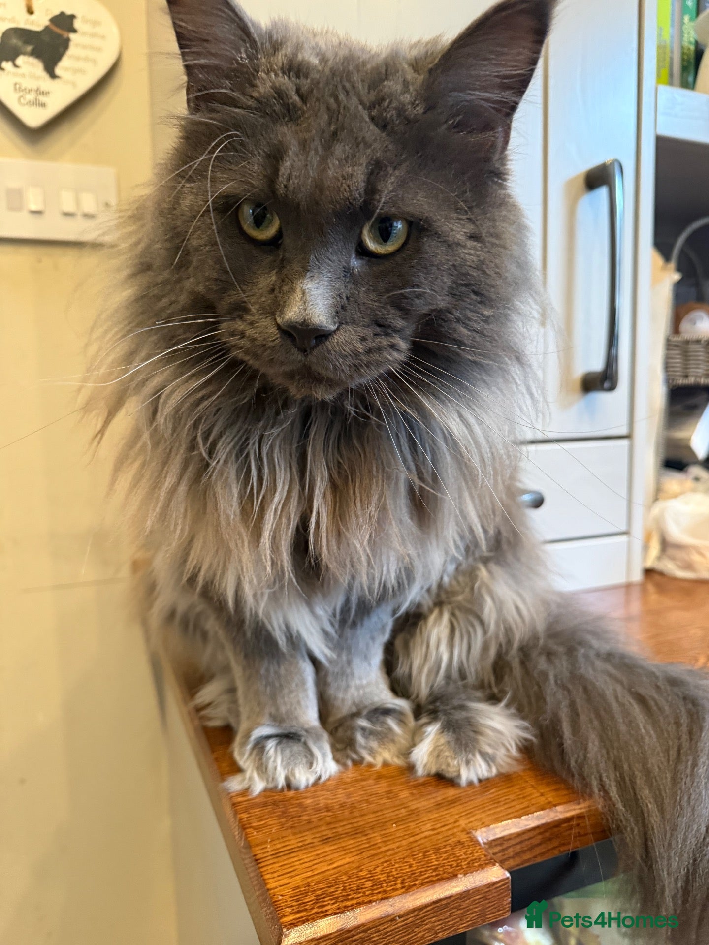 Maine Coon cats TICA Registered Maine Coon-Stud Service - Advert 2