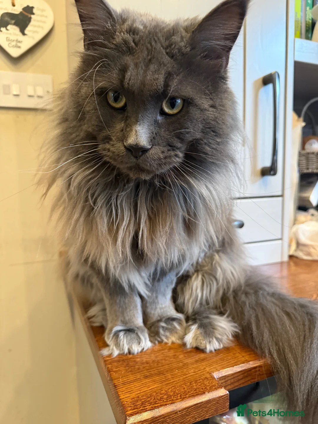 Maine Coon cats for stud: TICA Registered Maine Coon-Stud Service - Advert 2
