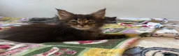 Maine Coon cats for sale: Beautiful polydactyl Maine coon kittens  - Advert 11