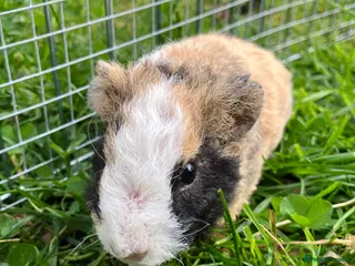 Guinea Pig rodents Pure bred Teddy boys/boars/males - Advert 11