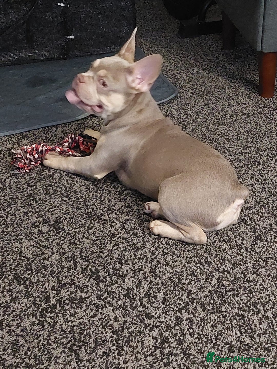 French Bulldog dogs for sale: Stunning boys  - Advert 3