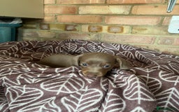 Dachshund dogs for sale: 8 weeks mini daxies - Image 5