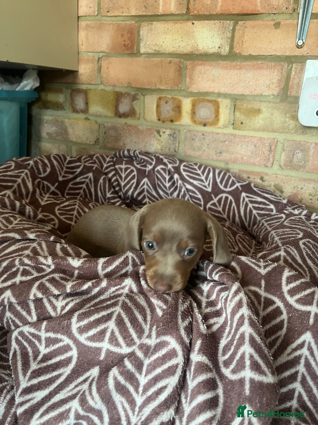 Dachshund dogs for sale: 8 weeks mini daxies - Image 5