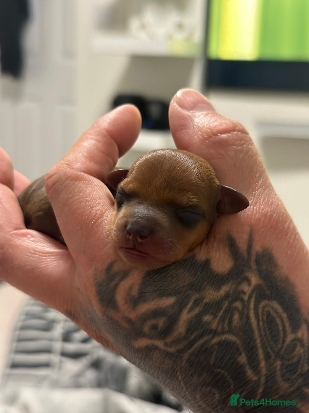 Miniature Pinscher dogs for sale: PURE 100% Miniature Pinscher , KC-reg, DNA tested in Manchester - Image 14