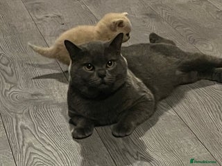 British Shorthair cats in Ruthin - Advert 26