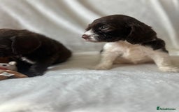 Cockapoo dogs for sale: beautiful toy cockapoo - Image 16