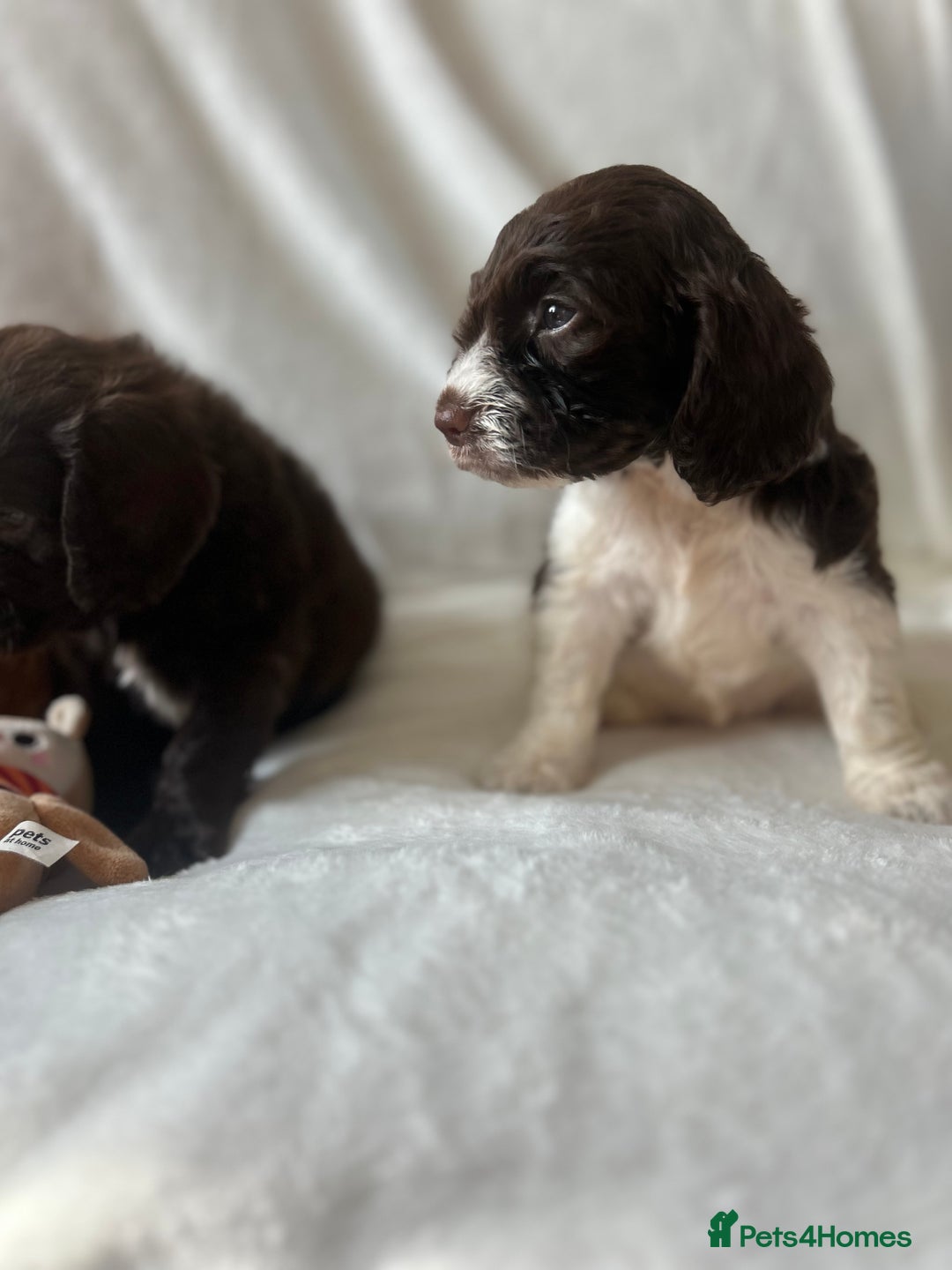 Cockapoo dogs for sale: beautiful toy cockapoo - Image 16