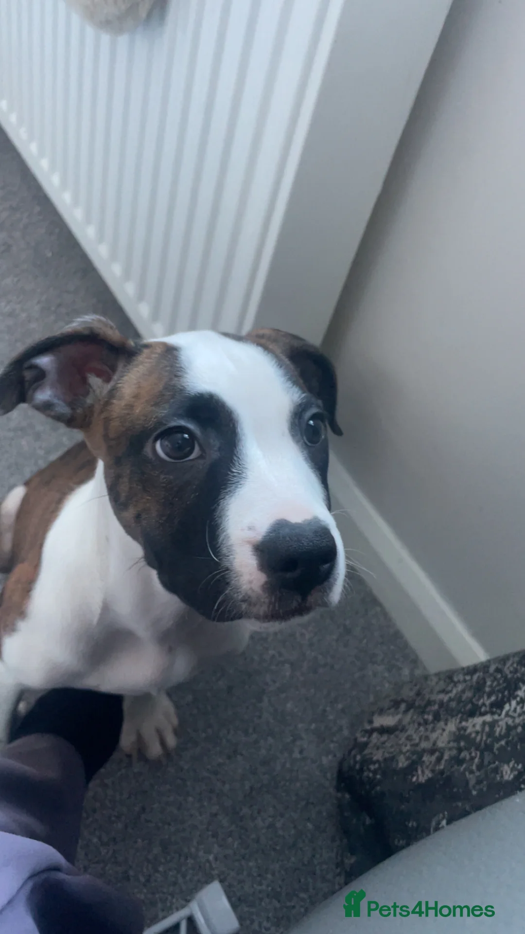 American Bull Staffy dogs for sale: Staffy cross American bull  - Advert 1