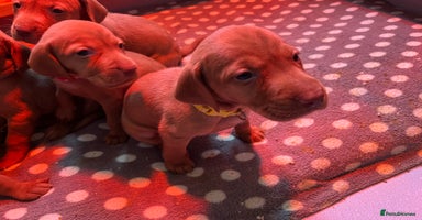 Hungarian Vizsla dogs - Advert 12