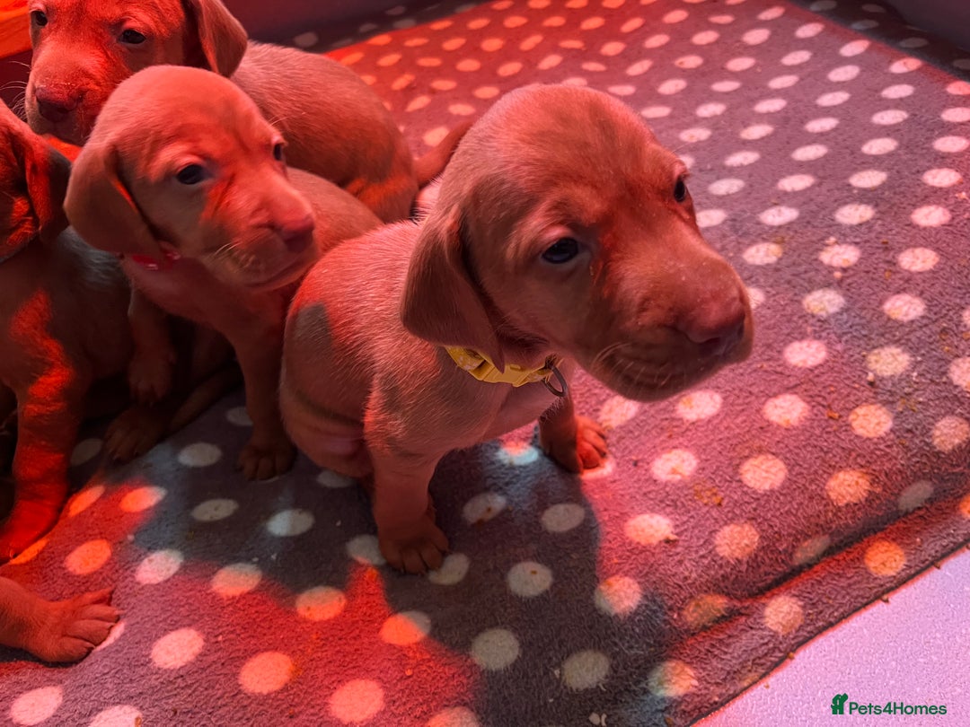Hungarian Vizsla dogs for sale: Wonderful puppies from mum with 0/0 hip score.  - Image 3