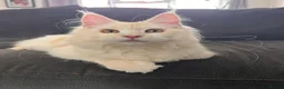 Maine Coon cats for sale: Maine coon  - Advert 9