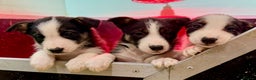 Border Collie dogs for sale: Black Tri Border Collie Puppies  - Advert 6
