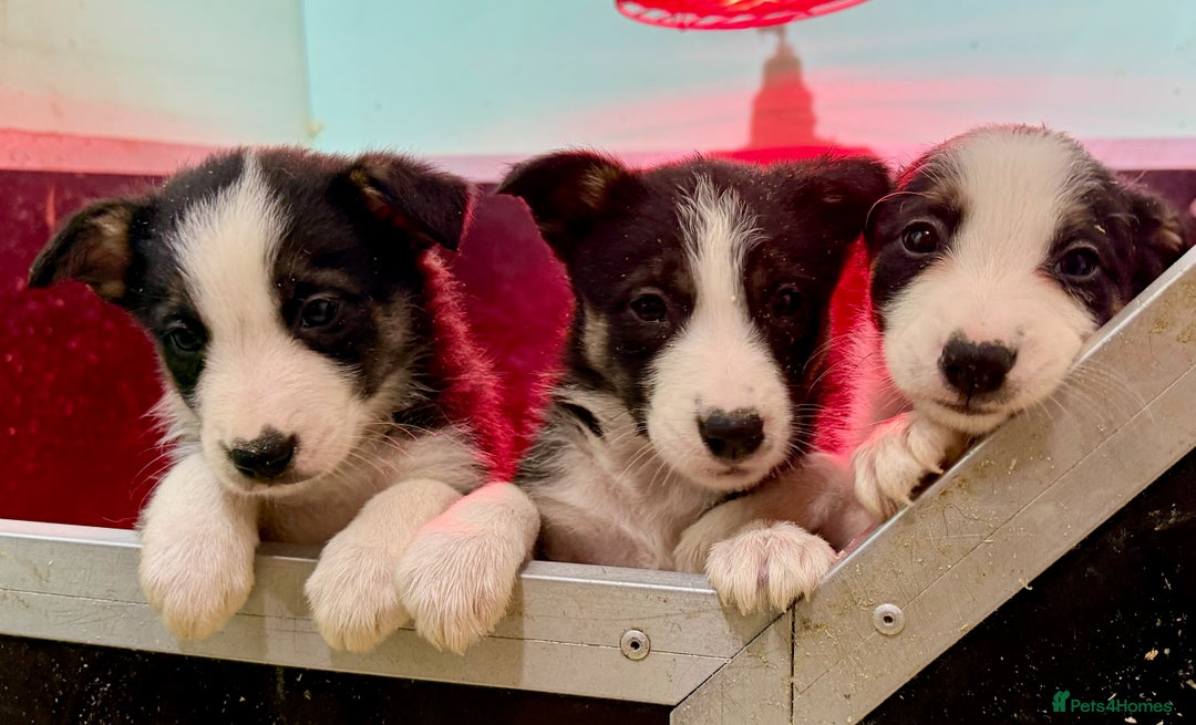 Border Collie dogs for sale: Black Tri Border Collie Puppies  - Advert 6