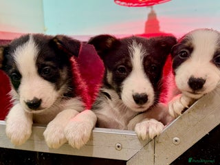 Border Collie dogs Black Tri Border Collie Puppies - Advert 13