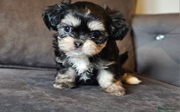 Shih Tzu dogs for sale: Beautiful Shih Tzu Puppies READY TO LEAVE SATURDAY - Image 2