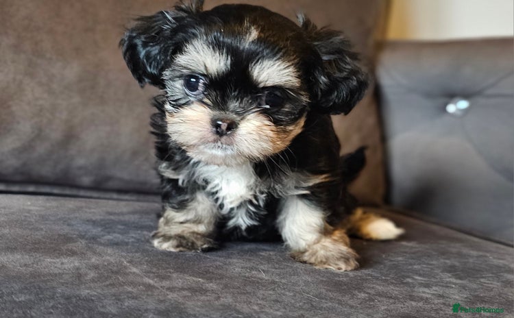 Shih Tzu dogs - Advert 1