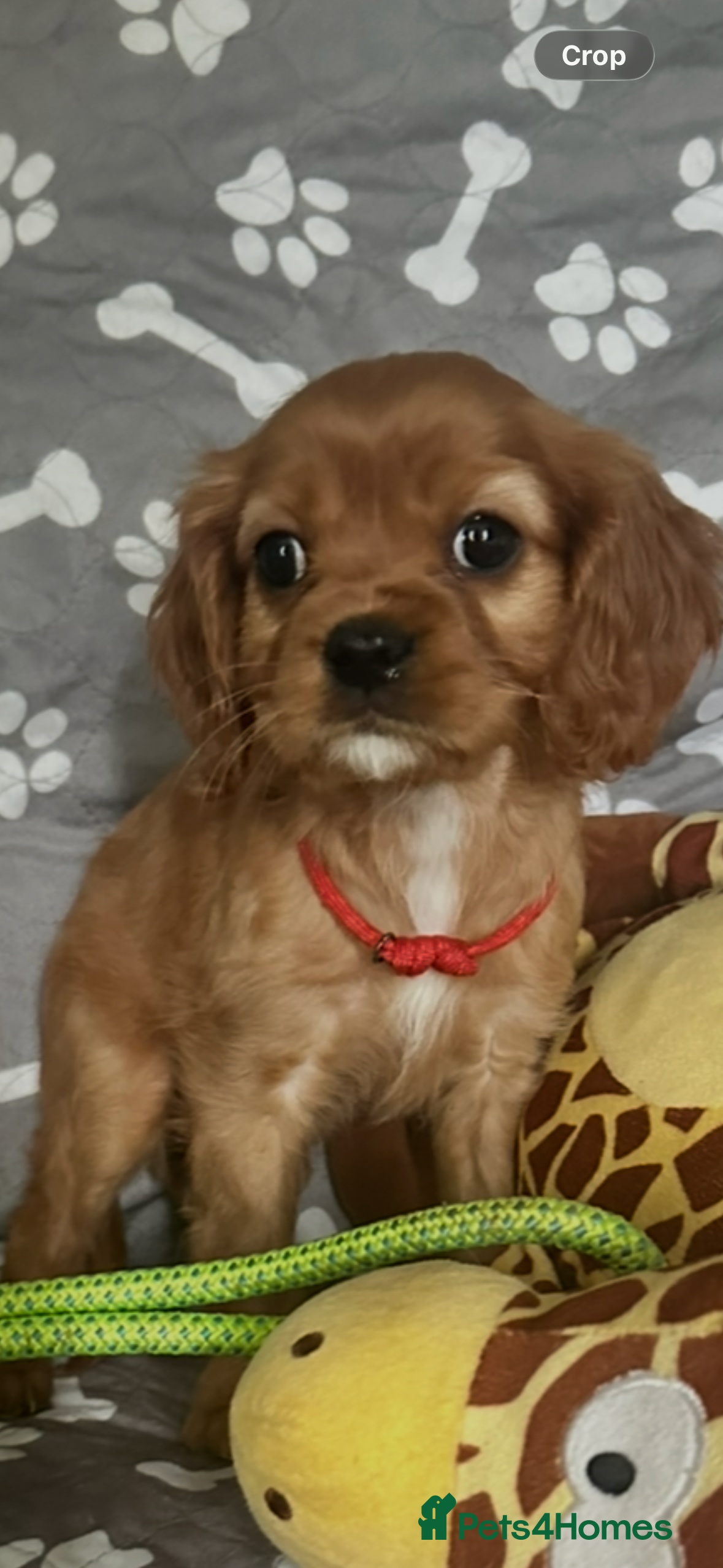 Cavalier King Charles Spaniel dogs READY NOW ! Cavalier King Charles spaniel - Advert 3