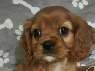 Cavalier King Charles Spaniel dogs READY NOW ! Cavalier King Charles spaniel - Advert 1