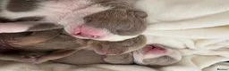 English Bulldog dogs for sale: 3 beautiful KC Registered English Bulldog puppies in Chesterfield - Advert 6