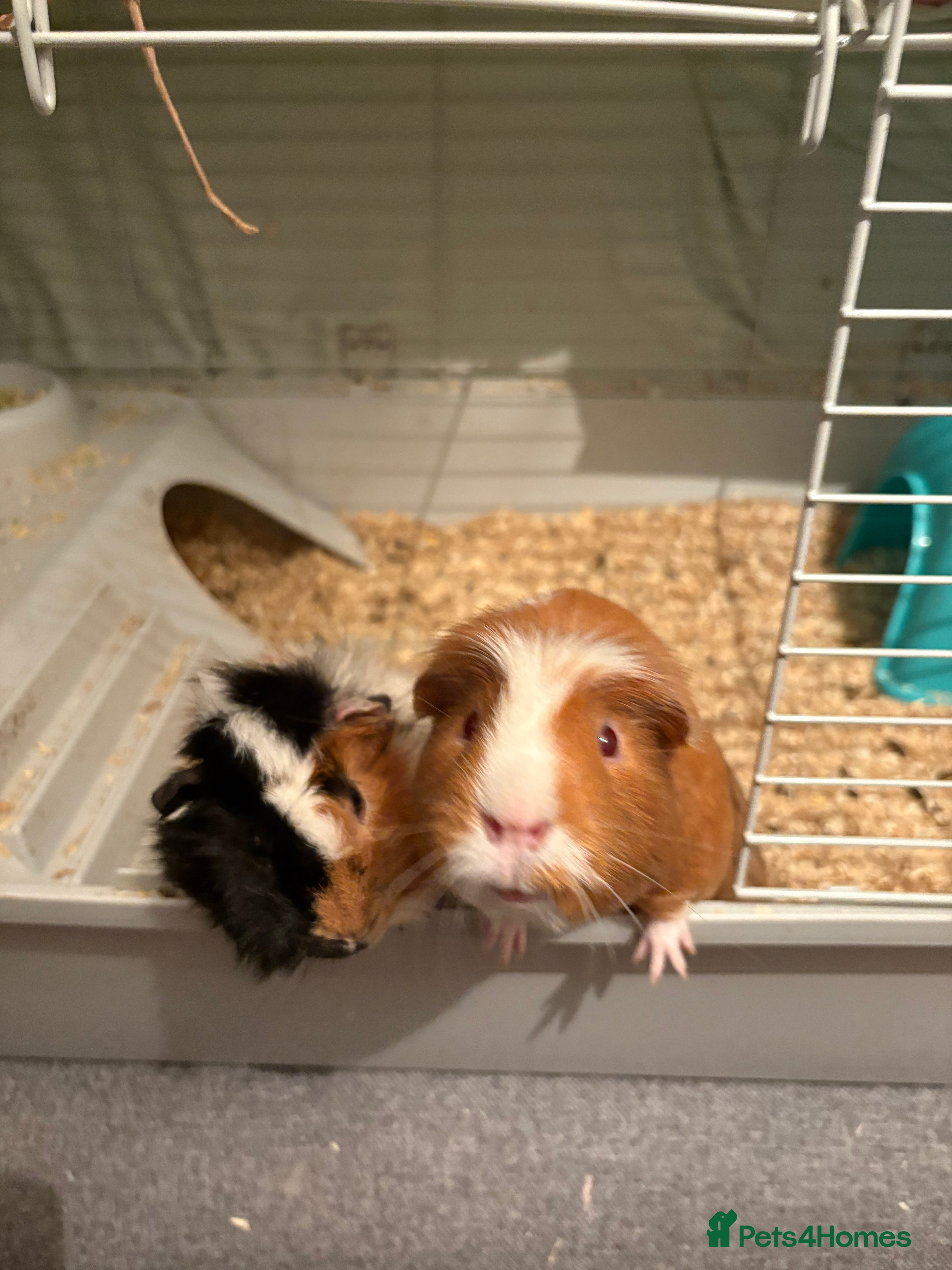 Guinea Pig rodents 2 male guinea pigs and cage  - Advert 16