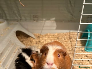 Guinea Pig rodents 2 male guinea pigs - Advert 15