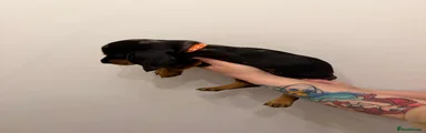 Miniature Dachshund Puppy 1