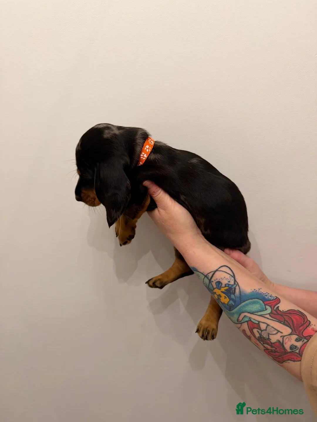 Miniature Dachshund dogs for sale: Miniature dapple Dachshund  in Leicester - Advert 2