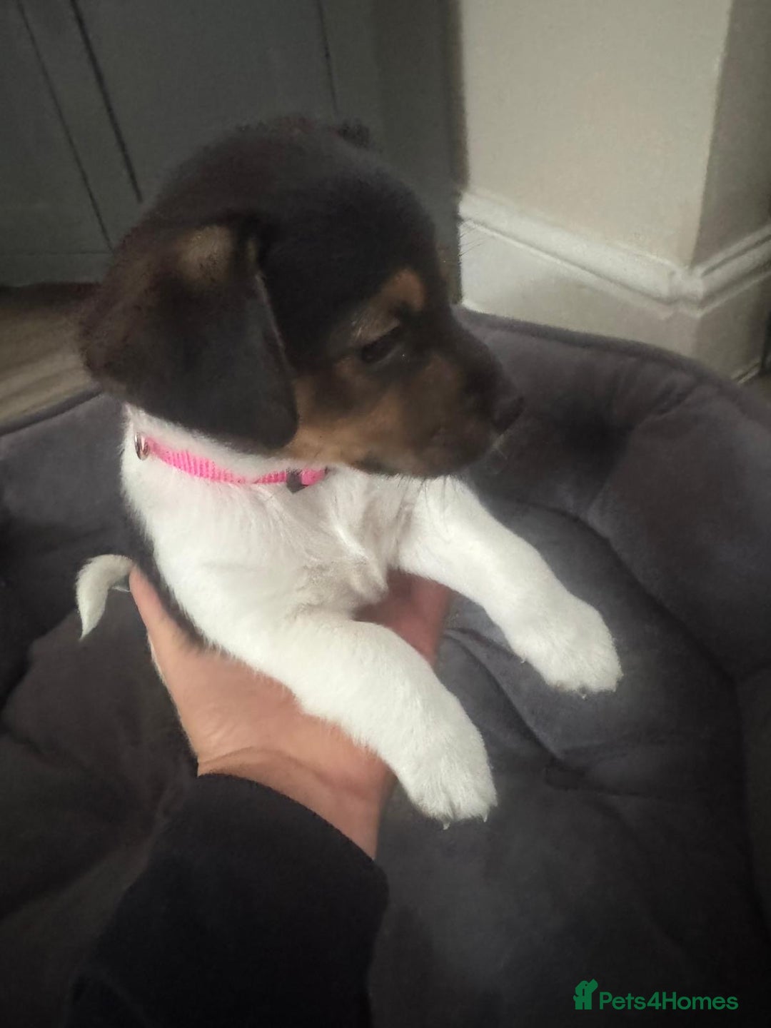 Jack Russell dogs for sale: Jack Russell litter of 7 - Advert 5